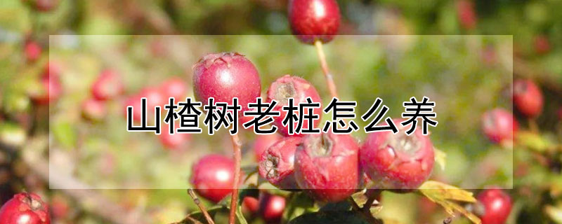 山楂樹老樁怎么養(yǎng)