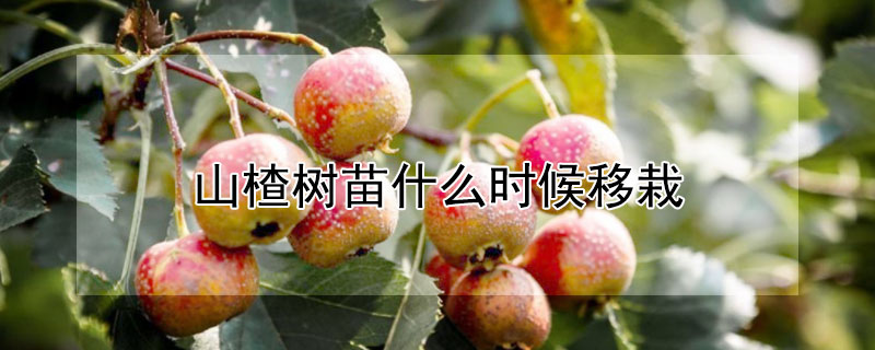 山楂樹(shù)苗什么時(shí)候移栽