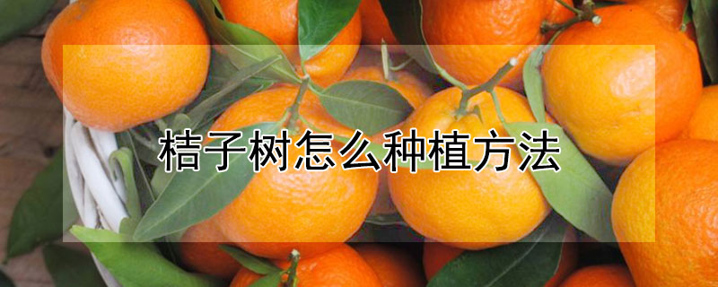 桔子樹怎么種植方法