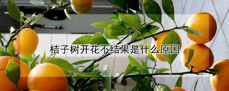 桔子樹開花不結果是什么原因