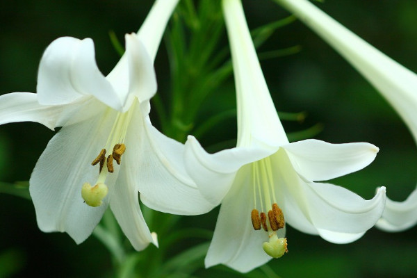 百合花葉子發黃是怎么回事