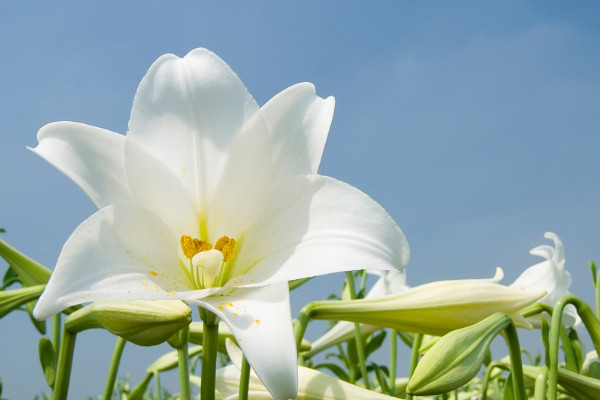 百合花代表什么意思