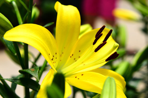 百合花盆栽的養殖方法