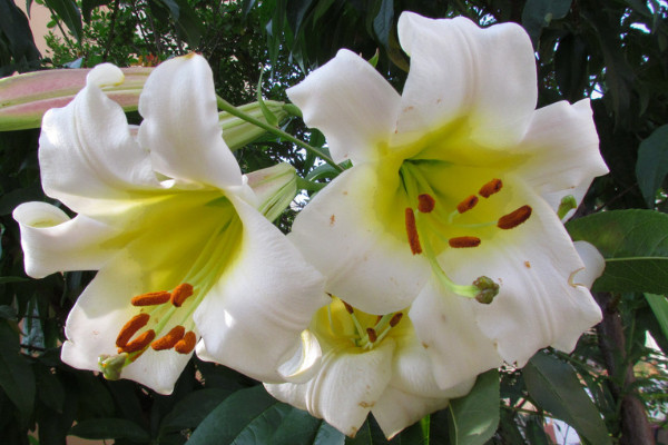 百合花一年開(kāi)幾次花期