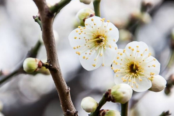 梅花冬天開花的原因