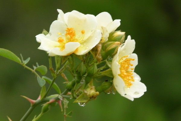 薔薇花和玫瑰的區別