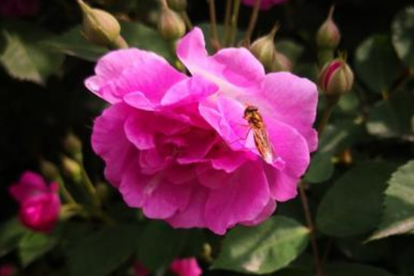 薔薇花為什么是三種莖