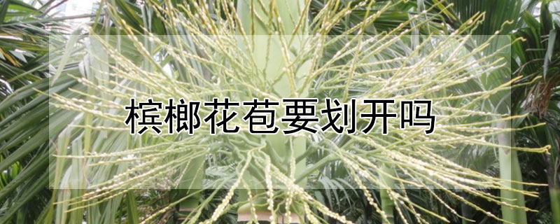 檳榔花苞要劃開嗎