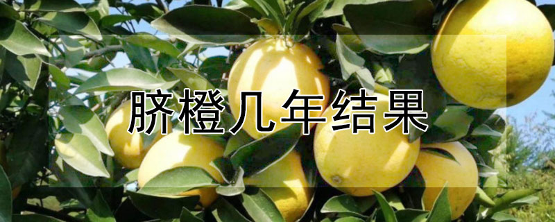 臍橙幾年結(jié)果