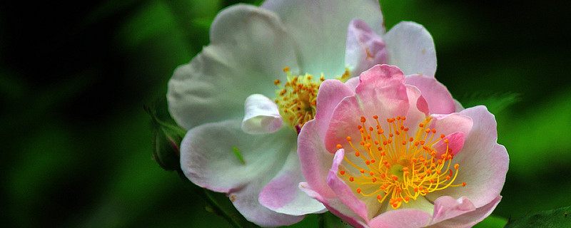 薔薇花春天開還是夏天開