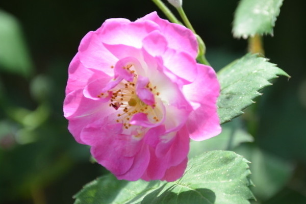 薔薇花春天開還是夏天開