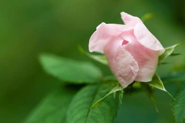 薔薇花冬天怎么管理