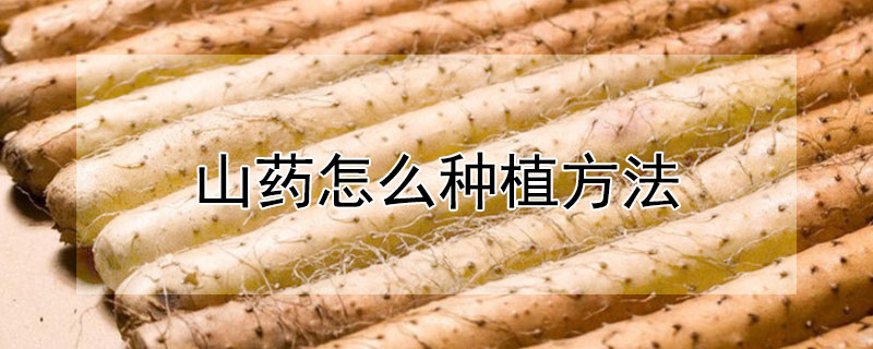 山藥怎么種植方法