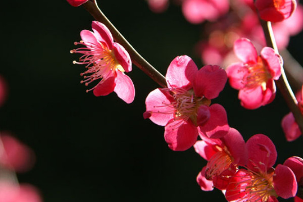 梅花的花語是什么