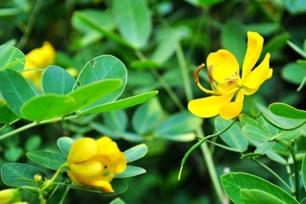 養的花生小飛蟲怎么治