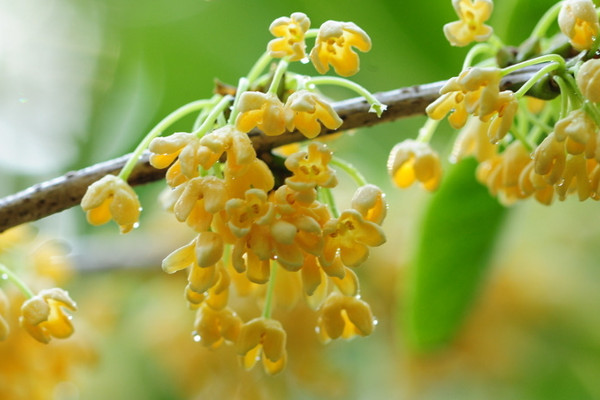 桂花可以水培發(fā)根嗎