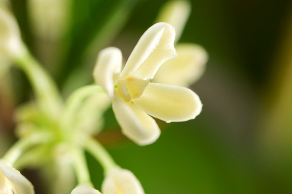 桂花樹葉子尖干枯怎么辦