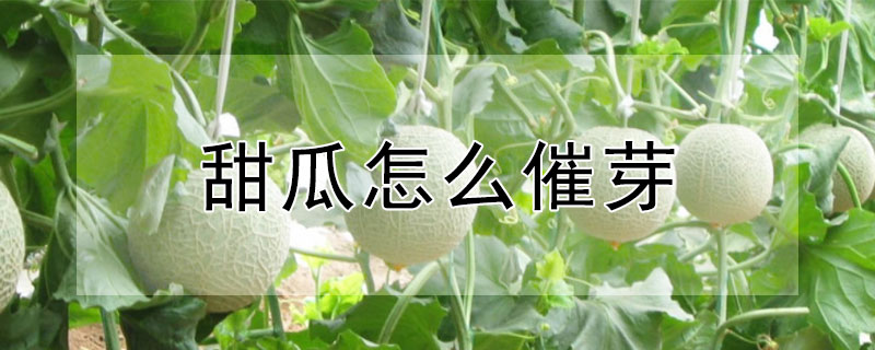 甜瓜怎么催芽