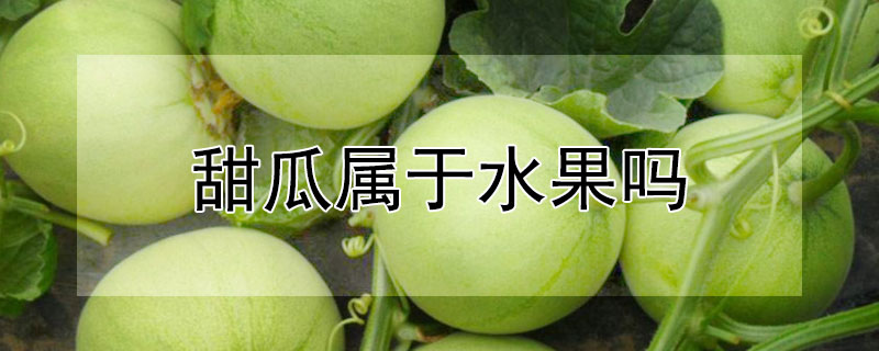 甜瓜屬于水果嗎