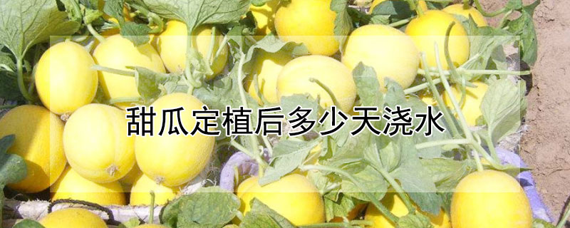 甜瓜定植后多少天澆水