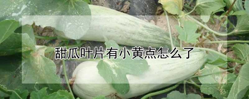 甜瓜葉片有小黃點怎么了