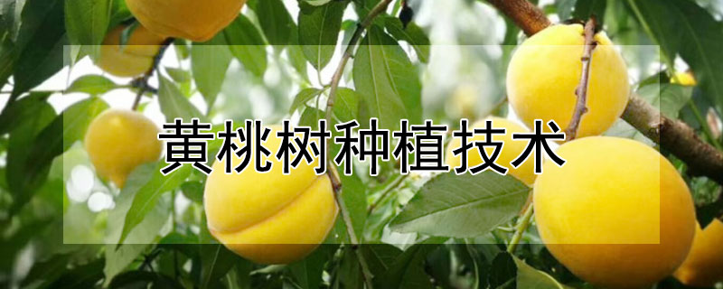 黃桃樹種植技術(shù)