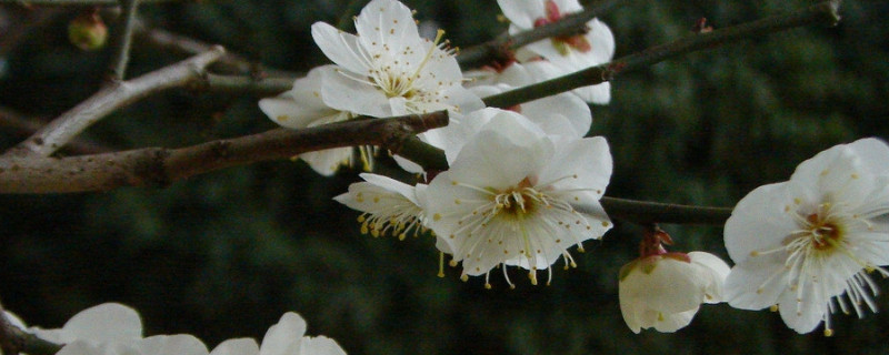 嫁接梅花用什么樹