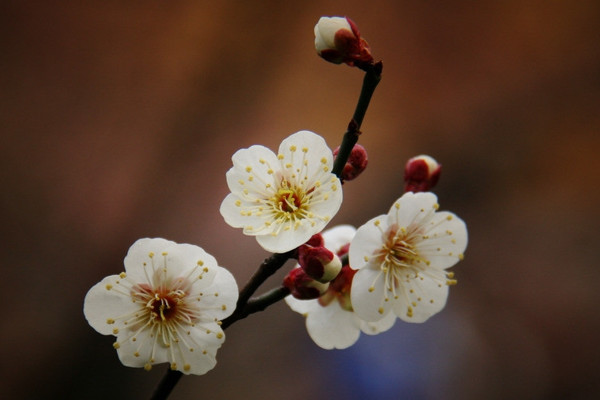 嫁接梅花用什么樹