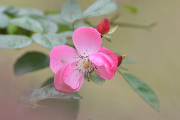 薔薇黃葉是怎么回事