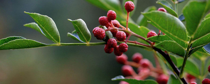 移栽花椒樹怎么澆水