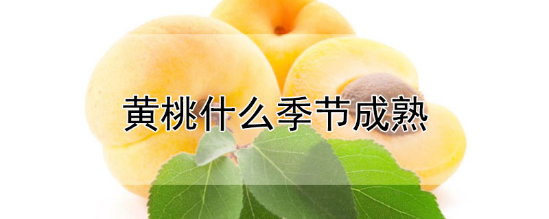 黃桃什么季節(jié)成熟