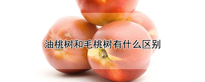 油桃樹和毛桃樹有什么區(qū)別