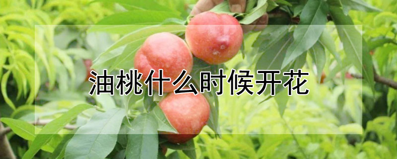 油桃什么時候開花