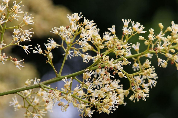 荔枝開花后怎樣管理