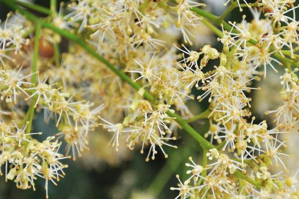 荔枝開花后怎樣管理