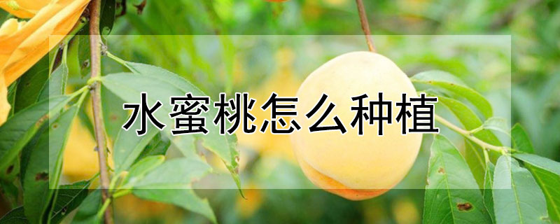 水蜜桃怎么種植