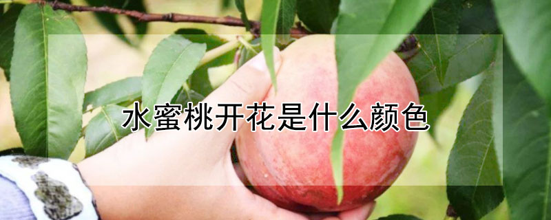 水蜜桃開花是什么顏色