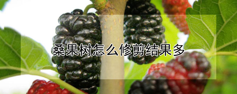 桑果樹怎么修剪結果多