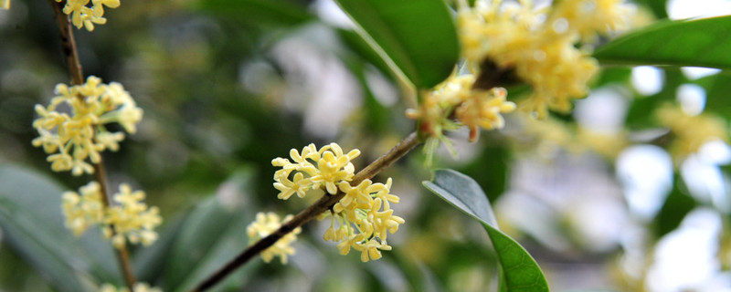 桂花秋天移栽能活嗎