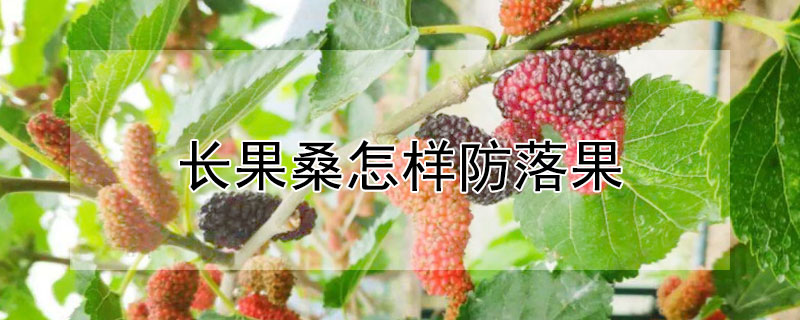 長果桑怎樣防落果