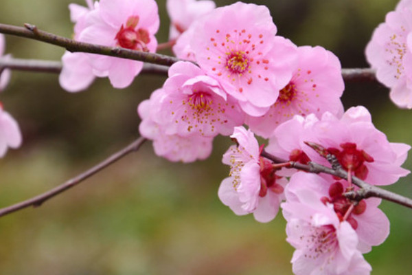 梅花夏天怎么養