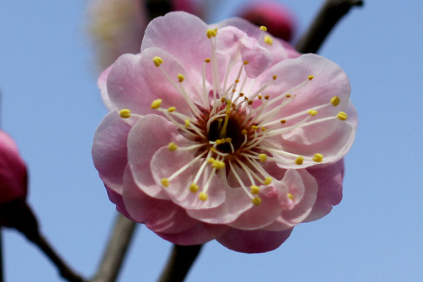 梅花夏天長葉嗎