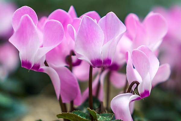 仙客來有花苞不開花怎么辦