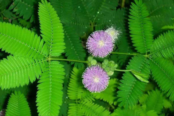 含羞草能在室內養嗎