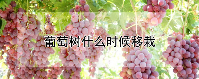 葡萄樹(shù)什么時(shí)候移栽