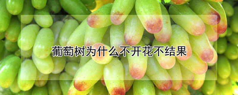 葡萄樹(shù)為什么不開(kāi)花不結(jié)果