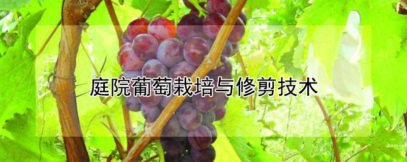 庭院葡萄栽培與修剪技術