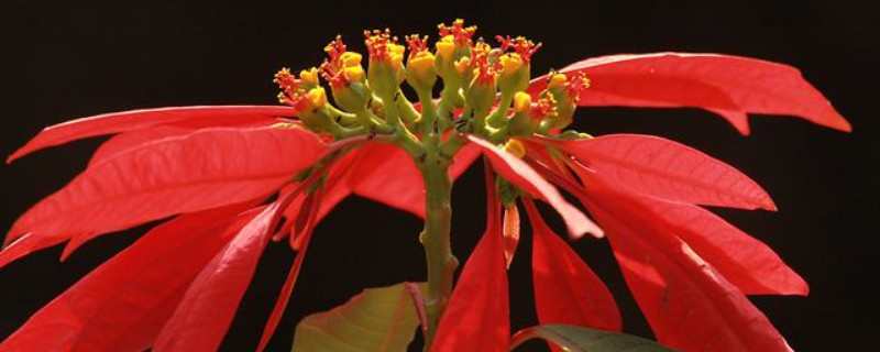 一品紅開花時(shí)需要施肥嗎