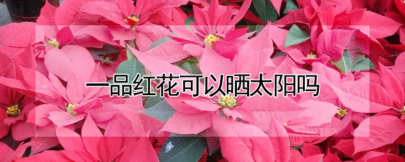 一品紅花可以曬太陽嗎