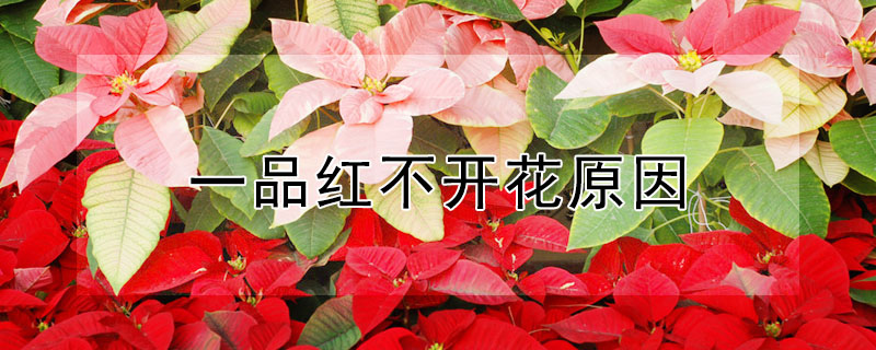 一品紅不開花原因